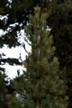 Pinus cembra IMG_8871 Sosna limba